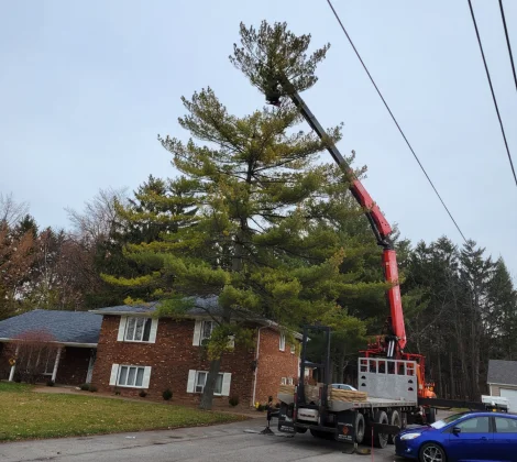 Home Tree service