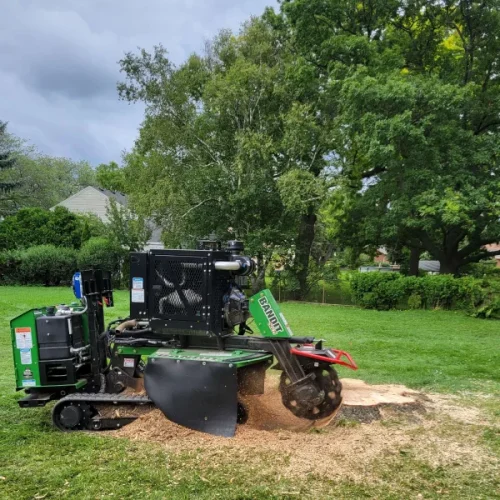 Stump grinding ongoing