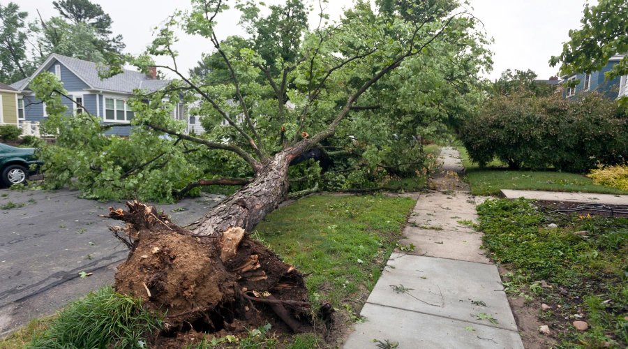 Emergency Storm Damage Tree Removal