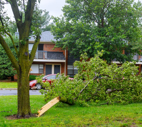 Home Emergency Storm Damage Tree Removal