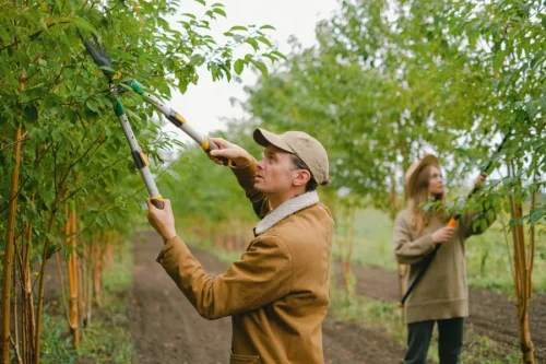 Two people cutting trees