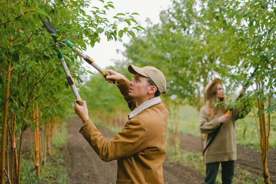 Two people cutting trees